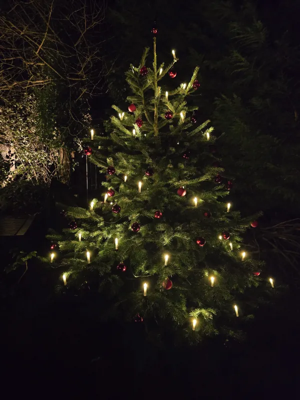 Geschmückter Tannenbaum mit roten Kugeln und Lichterkette beim lebendigen Adventskalender